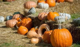 民间吃瓜爆料是真的吗,真相还是谣言？